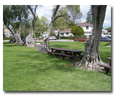 Picnic Area